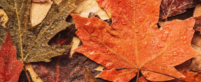 A photo of fall leaves representing seasonal changes for an article about electrical system preparation.