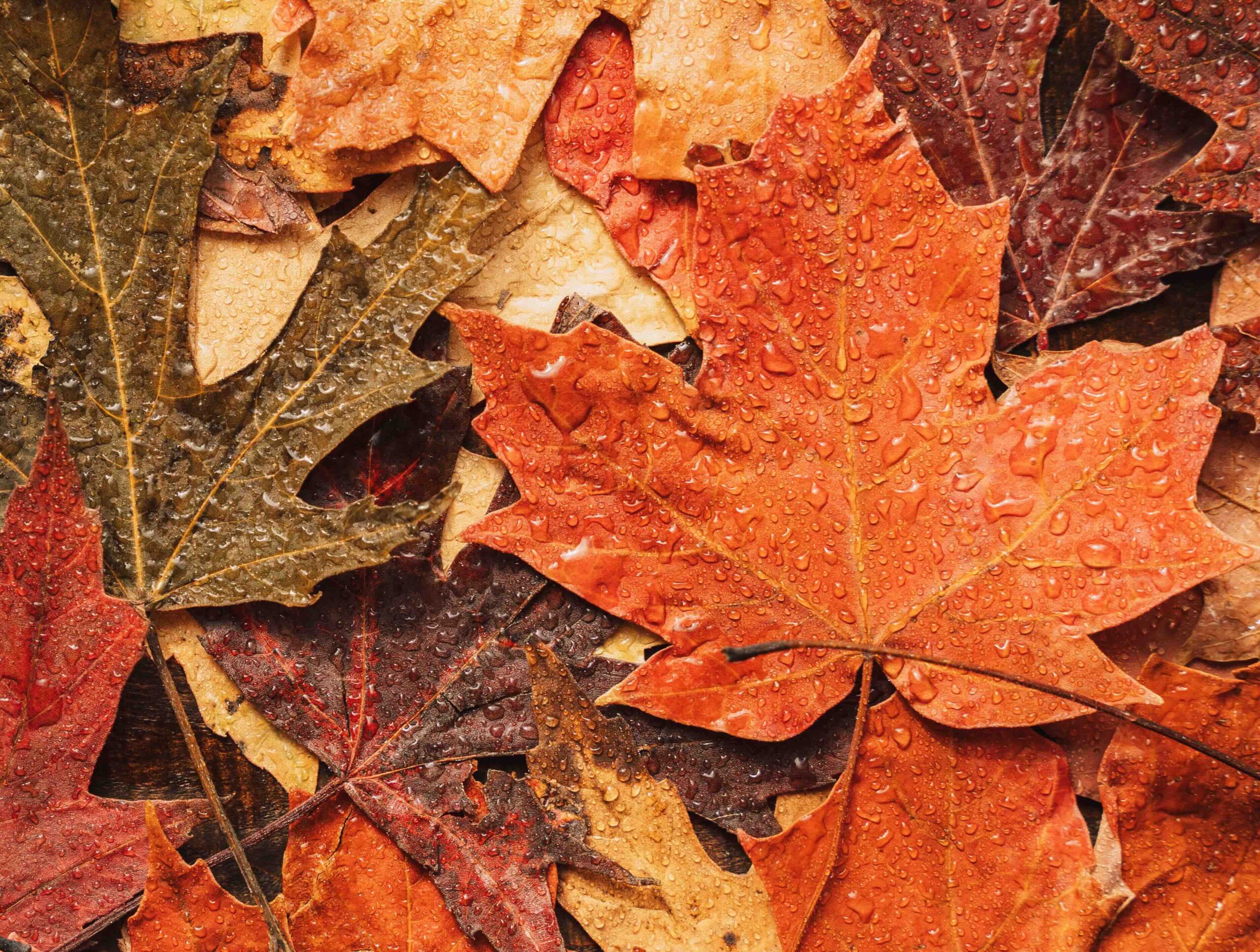 A photo of fall leaves representing seasonal changes for an article about electrical system preparation.